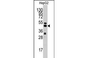 Western blot analysis of AHCY polyclonal antibody  in HepG2 cell line lysates (35 ug/lane). (AHCY 抗体  (C-Term))