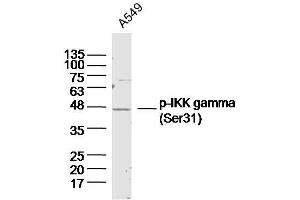 A549 lysates probed with IKK gamma (Ser31) Polyclonal Antibody, Unconjugated  at 1:300 dilution and 4˚C overnight incubation. (IKBKG 抗体  (pSer31))