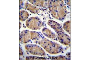 MESDC2 Antibody immunohistochemistry analysis in formalin fixed and paraffin embedded human stomach tissue followed by peroxidase conjugation of the secondary antibody and DAB staining. (MESDC2 抗体  (C-Term))