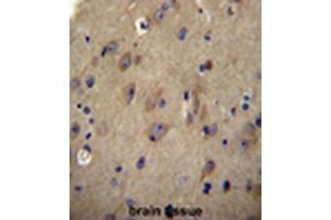 CNRP1 Antibody (Center) immunohistochemistry analysis in formalin fixed and paraffin embedded human brain tissue followed by peroxidase conjugation of the secondary antibody and DAB staining. (Cnrip1 抗体  (Middle Region))