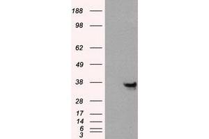 Western Blotting (WB) image for anti-Annexin A10 (ANXA10) antibody (ABIN1496651) (Annexin a10 抗体)