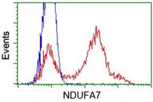 HEK293T cells transfected with either RC200534 overexpress plasmid (Red) or empty vector control plasmid (Blue) were immunostained by anti-NDUFA7 antibody (ABIN2454442), and then analyzed by flow cytometry. (NDUFA7 抗体)