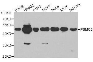 Western blot analysis of extracts of various cell lines, using PSMC5 antibody. (PSMC5 抗体  (AA 127-406))