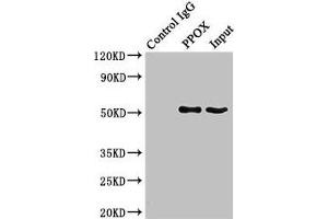 Immunoprecipitating PPOX in HepG2 whole cell lysate Lane 1: Rabbit control IgG (1 μg) instead of ABIN7166589 in HepG2 whole cell lysate. (PPOX 抗体  (AA 1-477))