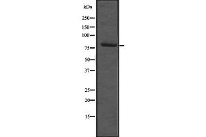Western blot analysis of RBM35B expression in Hela cell lysate,The lane on the left is treated with the antigen-specific peptide. (ESRP2 抗体  (N-Term))