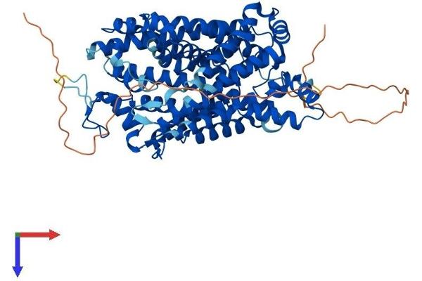 SLC6A4 Protein (AA 1-630) (His tag)