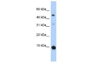 CCL2 antibody (70R-10505) used at 0. (CCL2 抗体  (Middle Region))
