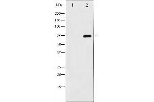 Western blot analysis of Lamin B expression in COLO cells,The lane on the left is treated with the antigen-specific peptide. (Lamin B 抗体)