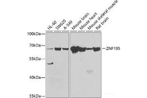 ZNF195 抗体