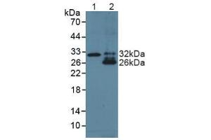 Figure. (TNF Like Ligand 1A (AA 67-251) 抗体)