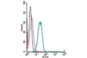 Cell surface detection of TMEM119 by direct flow cytometry in live intact mouse BV-2 microglia cells: (black line) Cells. (TMEM119 抗体  (Extracellular, N-Term) (FITC))