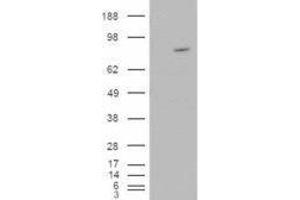 Western Blotting (WB) image for rho Guanine Nucleotide Exchange Factor (GEF) 4 (ARHGEF4) peptide (ABIN370384) (rho Guanine Nucleotide Exchange Factor (GEF) 4 (ARHGEF4) Peptide)