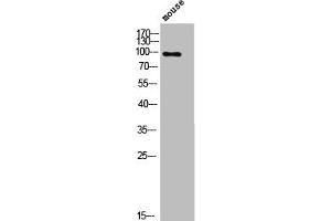 Western Blot analysis of mouse cells using Phospho-Dynamin I (S774) Polyclonal Antibody (Dynamin 1 抗体  (pSer774))