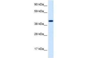 Western Blotting (WB) image for anti-Insulinoma-Associated 1 (INSM1) antibody (ABIN2460344) (INSM1 抗体)