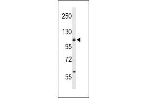 Western blot analysis of CD49f Antibody (C-term) (ABIN653202 and ABIN2842747) in 293 cell line lysates (35 μg/lane). (ITGA6 抗体  (C-Term))
