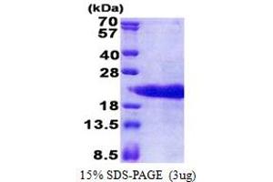 Prothymosin, alpha (PTMA) (AA 1-110) protein (His tag)