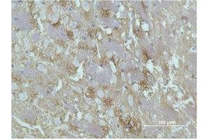 Immunohistochemical analysis of paraffin-embedded Rat Brain Tissue using GAP-43 Monoclonal Antibody. (GAP43 抗体)