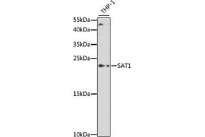 Western blot analysis of extracts of THP-1 cells, using S antibody (ABIN6130330, ABIN6147394, ABIN6147395 and ABIN6219585) at 1:500 dilution. (SAT1 抗体  (AA 1-171))