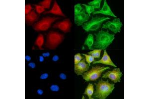 ABIN7094968 and ABIN7099024 staining  cells by IF/ICC. (IL17D 抗体)