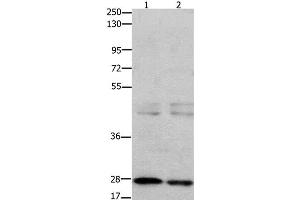 Western Blot analysis of 231 cell and Mouse testis tissue using GNRHR Polyclonal Antibody at dilution of 1:650