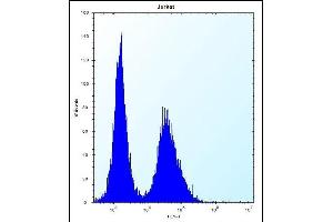 NBPF5 Antibody (C-term) (ABIN656298 and ABIN2845604) flow cytometric analysis of Jurkat cells (right histogram) compared to a negative control cell (left histogram). (NBPF5 抗体  (C-Term))