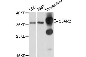 Western blot analysis of extracts of various cell lines, using C5AR2 antibody (ABIN4903091) at 1:1000 dilution. (GPR77 抗体)