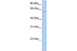 WB Suggested Anti-PWP1 Antibody Titration:  0. (PWP1 抗体  (C-Term))