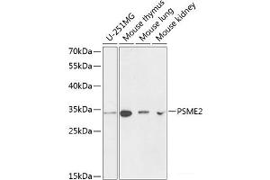 Western blot analysis of extracts of various cell lines using PSME2 Polyclonal Antibody at dilution of 1:1000. (PSME2 抗体)