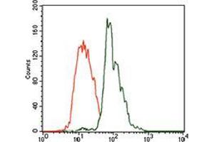 Flow cytometric analysis of HEK293 cells using CBX8 mouse mAb (green) and negative control (red). (CBX8 抗体  (AA 17-222))
