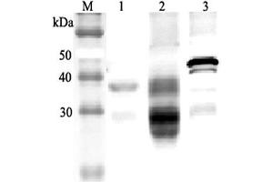 Western blot analysis using anti-Clusterin (mouse), pAb  at 1:2'000 dilution. (Clusterin 抗体)
