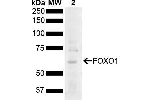 Western blot analysis of Rat Liver showing detection of 69. (FOXO1 抗体  (AA 410-520) (HRP))