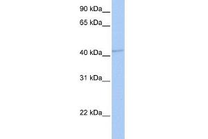 Western Blotting (WB) image for anti-gamma-aminobutyric Acid (GABA) A Receptor, alpha 5 (GABRA5) (Middle Region) antibody (ABIN2776113)