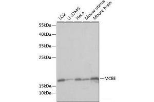 Western blot analysis of extracts of various cell lines using MCEE Polyclonal Antibody at dilution of 1:1000. (MCEE 抗体)