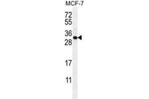 C1QL4 Antibody (N-term) western blot analysis in MCF-7 cell line lysates (35µg/lane). (C1QL4 抗体  (N-Term))