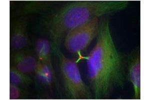 Immunofluorescence staining of methanol-fixed Hela cells using Histone H3. (HIST1H3A 抗体  (pSer10))