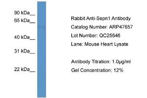 Western Blotting (WB) image for anti-Selenoprotein N, 1 (SEPN1) (C-Term) antibody (ABIN617009) (SEPN1 抗体  (C-Term))