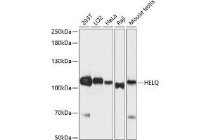 Western blot analysis of extracts of various cell lines, using HELQ antibody (ABIN6127767, ABIN6141709, ABIN6141710 and ABIN6216384) at 1:3000 dilution. (HEL308 抗体  (AA 1-270))