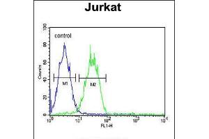 Flow cytometric analysis of Jurkat cells (right histogram) compared to a negative control cell (left histogram). (ARGLU1 抗体  (N-Term))