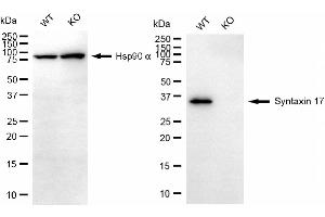 anti-Syntaxin 17 (STX17) antibody