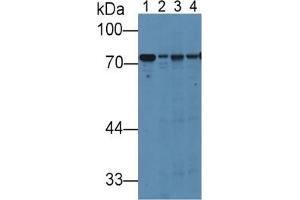 Rabbit Detection antibody from the kit in WB with Positive Control:  Sample Lane1: Rat Liver Tissue; Lane2: Rat Lung Tissue; Lane3: Rat Placenta Tissue; Lane4: Rat Serum.