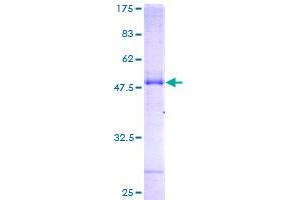 NAT8 Protein (AA 1-227) (GST tag)