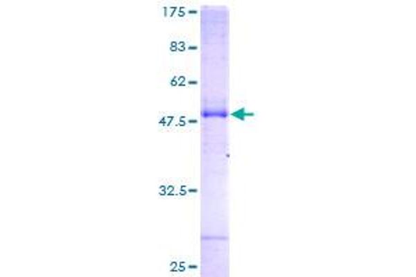 NAT8 Protein (AA 1-227) (GST tag)