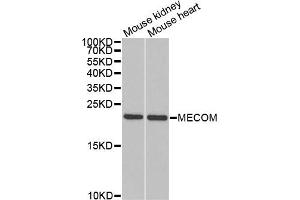 Western blot analysis of extracts of various cell lines, using MECOM antibody (ABIN5973314) at 1/1000 dilution. (MECOM 抗体)