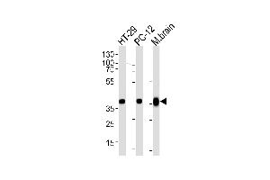 Western blot analysis of lysates from HT-29, PC-12 cell line and mouse brain tissue lysate (from left to right), using P1CB Antibody (C-term) (ABIN657795 and ABIN2846768). (PPP1CB 抗体  (C-Term))