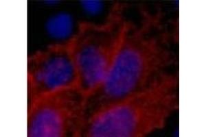 Immunofluorescence analysis of 293 cells transfected with a V5 tag protein tissue using V5-Tag Monoclonal Antibody at dilution of 1:2000. (V5 Epitope Tag 抗体)