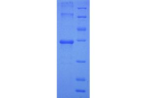 SDS-PAGE (SDS) image for Ubiquinol-Cytochrome C Reductase, Complex III Subunit XI (UQCR11) (AA 1-56), (full length) protein (GST tag) (ABIN7479209)