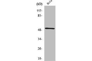 Western Blot analysis of HeLa cells using RSAD1 Polyclonal Antibody (RSAD1 抗体  (Internal Region))