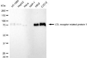 Western blotting analysis using LDL receptor related protein 1 antibody (ABIN7799282). (Recombinant LRP1 抗体)