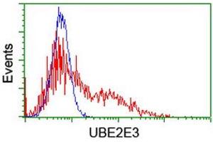 Image no. 2 for anti-Ubiquitin-Conjugating Enzyme E2E 3 (UBE2E3) antibody (ABIN1501623) (UBE2E3 抗体)