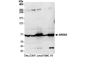 Western Blotting (WB) image for anti-Annexin A6 (ANXA6) (AA 525-575) antibody (ABIN7453032)